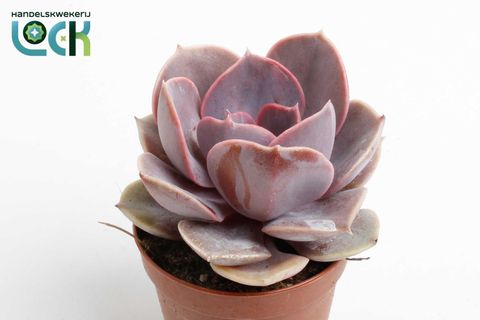 Echeveria 'Perle von Nürnberg'