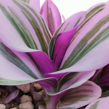 Tradescantia albiflora 'Nanouk'