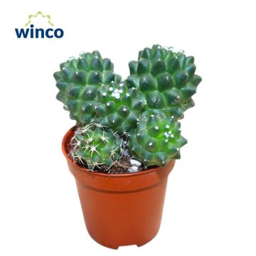 Mammillaria polythele 'Toluca'