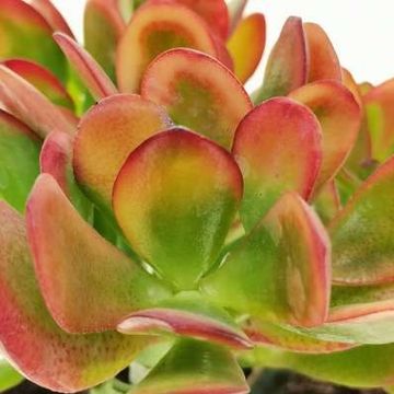 Crassula ovata 'Hummel's Sunset'