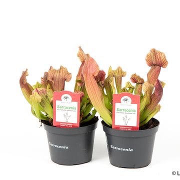 Sarracenia 'Maroon'