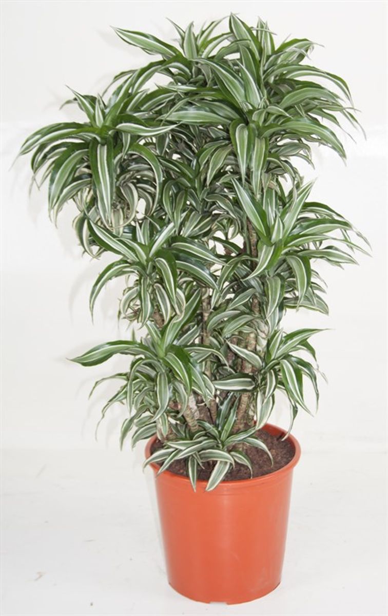 Dracaena fragrans 'Kanzi' — Plant Wholesale FlorAccess