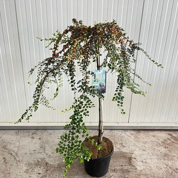 Cotoneaster x suecicus 'Juliette'