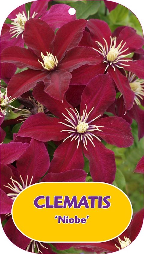 Clematis 'Ниобе' (EL)