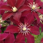 Clematis 'Niobe' (EL)