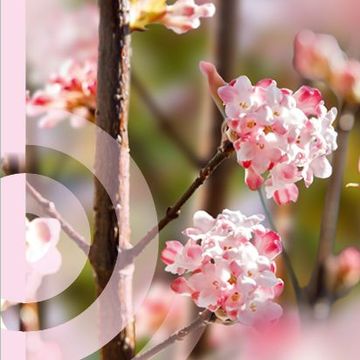 Viburnum x bodnantense 'Charles Lamont'