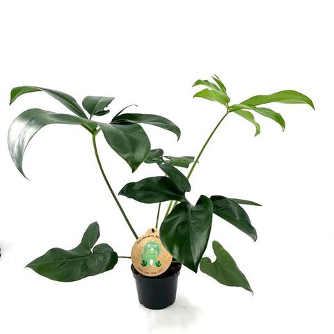 Philodendron 'Green Wonder'