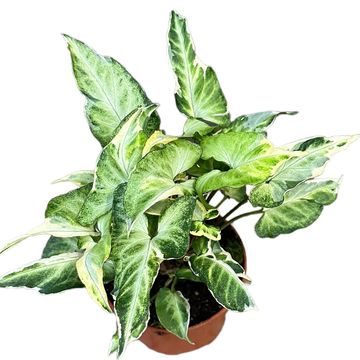 Syngonium 'T25'