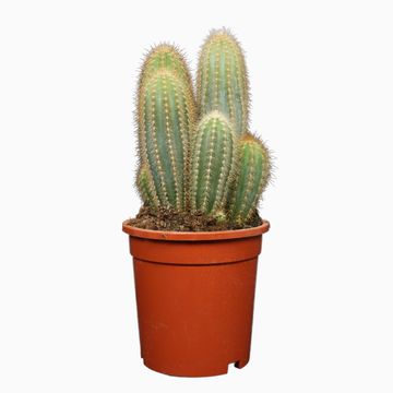 Pilosocereus pachycladus