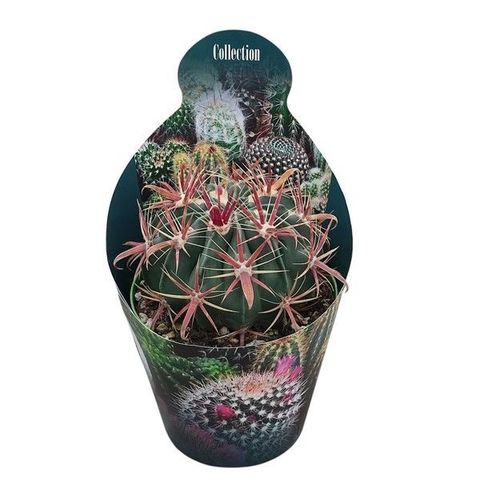 Ferocactus latispinus