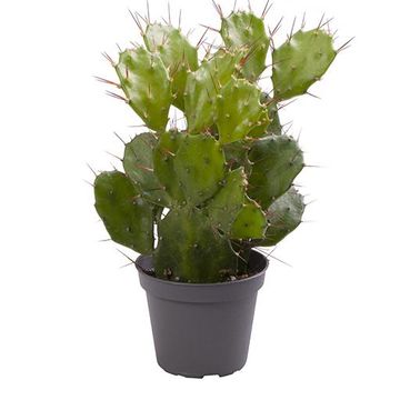 Opuntia brasiliensis