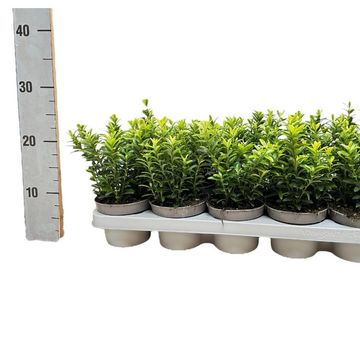 Euonymus japonicus 'Microphyllus Aureovariegatus'