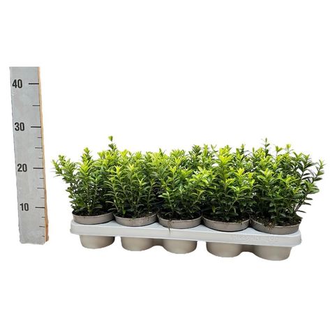 Euonymus japonicus 'Microphyllus Aureovariegatus'
