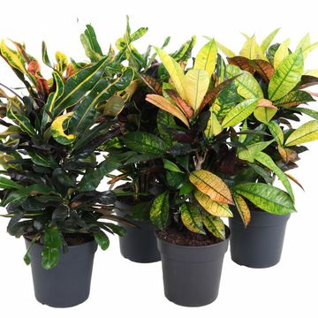 Codiaeum variegatum MIX