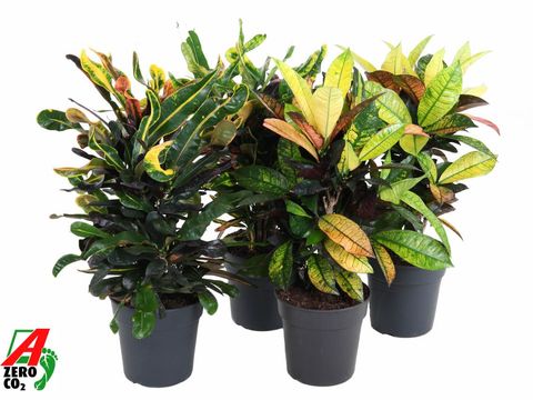 Codiaeum variegatum MIX