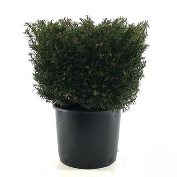 Taxus baccata