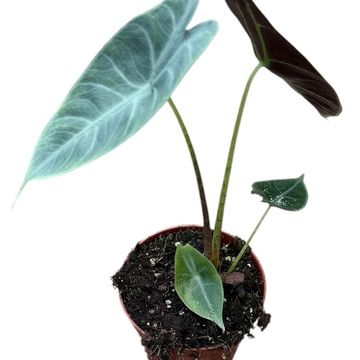 Alocasia longiloba SILVER