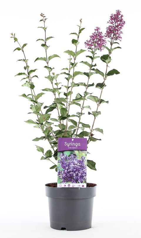 Syringa BLOOMERANG DARK PURPLE