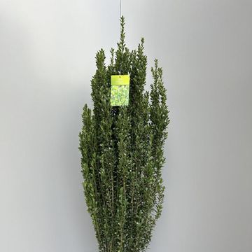Ilex crenata 'Fastigiata'