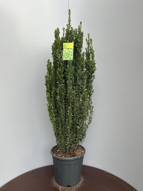 Ilex crenata 'Fastigiata'