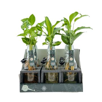 Arranjo Houseplants