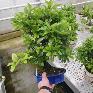 Pyracantha angustifolia