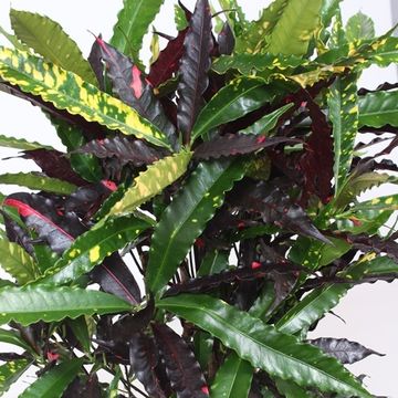 Codiaeum variegatum 'Batik'