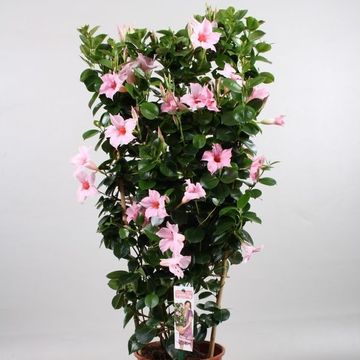 Mandevilla SUNDAVILLE CREAM PINK