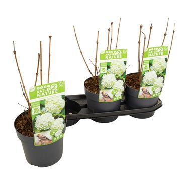 Viburnum opulus 'Roseum'