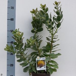 Leucospermum cordifolium 'Ayoba Yellow'