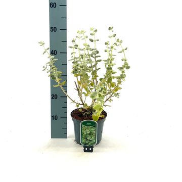 Ballota pseudodictamnus