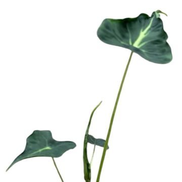 Alocasia 'Frydek Tattoo'