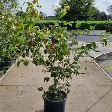 Cornus kousa 'Teutonia'