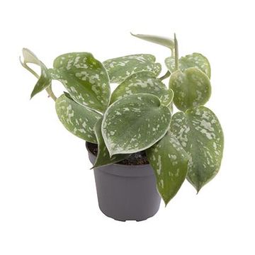 Philodendron scandens 'Pictus'