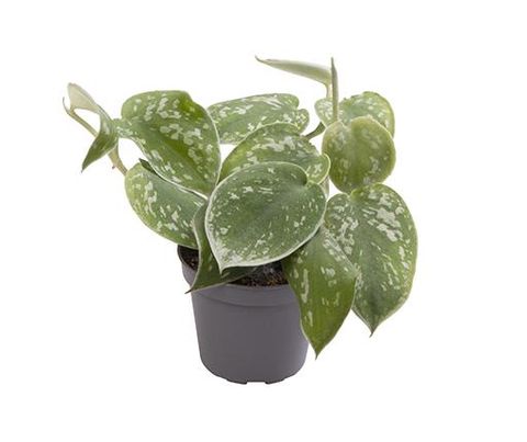 Philodendron scandens 'Pictus'