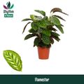Calathea FLAMESTAR
