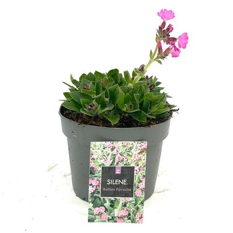 Silene 'Rollies Favorite'