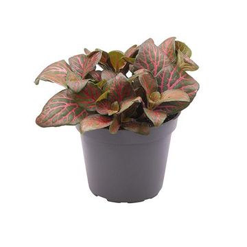 Fittonia verschaffeltii 'Joly Josan'