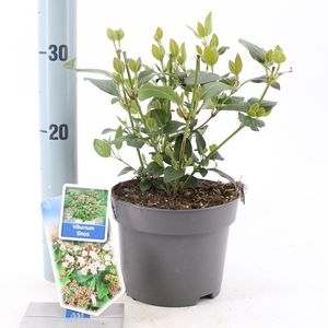 Viburnum tinus (About Plants Zundert BV)