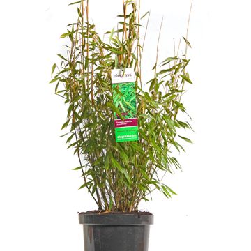 Fargesia scabrida 'Asian Wonder'