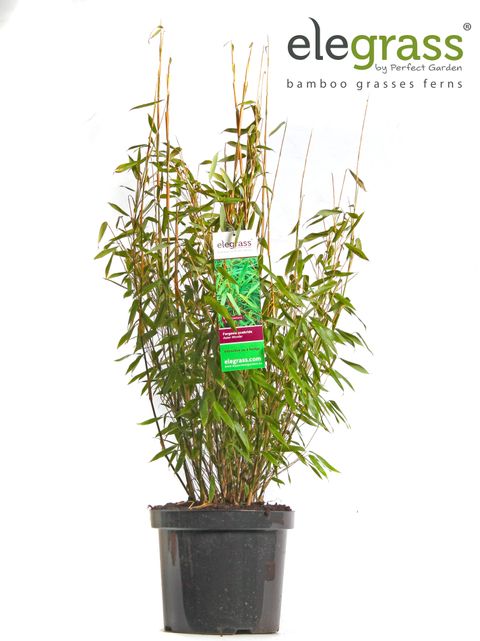 Fargesia scabrida 'Asian Wonder'