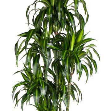 Dracaena fragrans 'Hawaiian Sunshine'