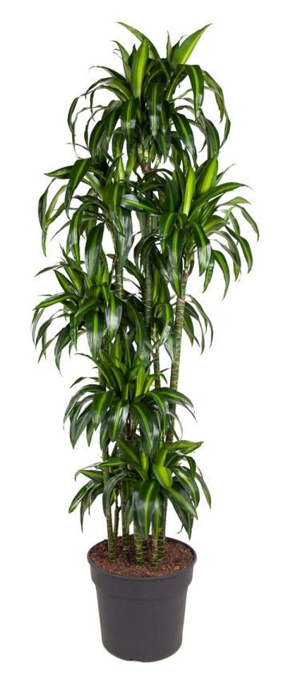 Dracaena fragrans 'Hawaiian Sunshine'