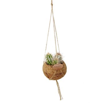 Hanging plants MIX