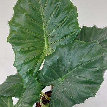 Alocasia 'Kuching Mask'
