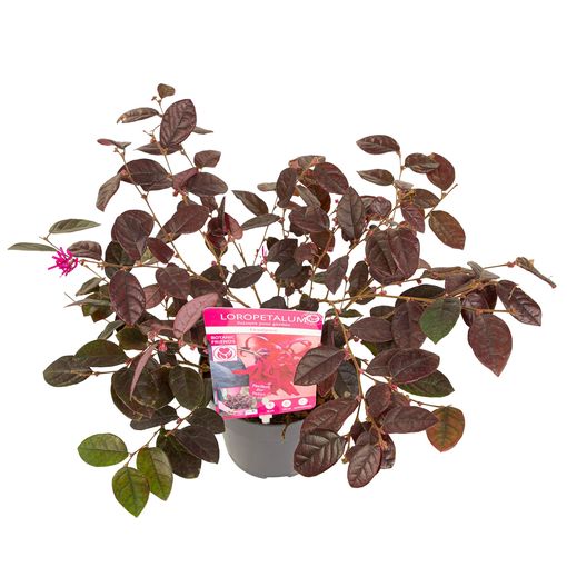 Loropetalum chinense 'Fire Dance'