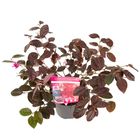 Loropetalum chinense 'Fire Dance'