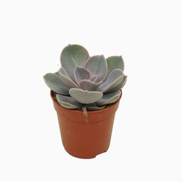 Echeveria 'Perle von Nürnberg'