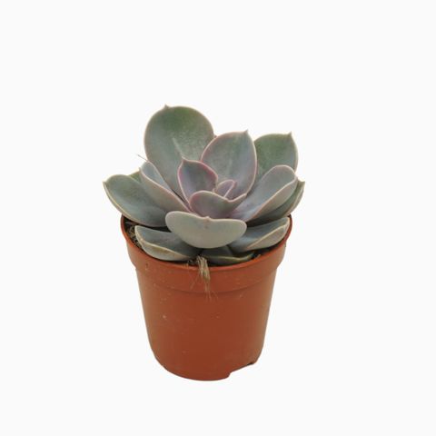 Echeveria 'Perle von Nürnberg'