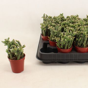 Rhipsalis baccifera horrida